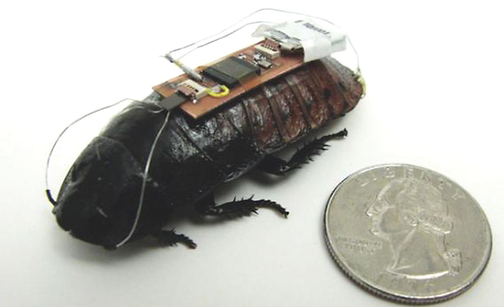Remote-control cyborg cockroaches could aid in emergencies | News ...